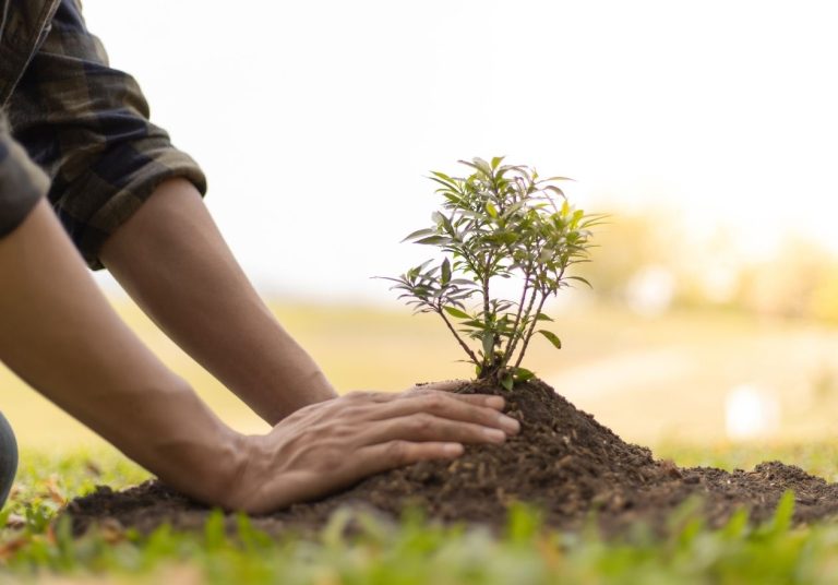 Mãos plantam uma muda em um monte de terra, em um ambiente natural e ensolarado. Curso: Preservação e Recuperação de Áreas Degradadas.